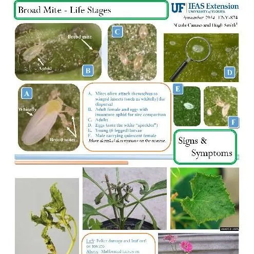 thumbnail for publication: Pest Identification Guide Broad Mite, Polyphagotarsonemus latus (Banks)